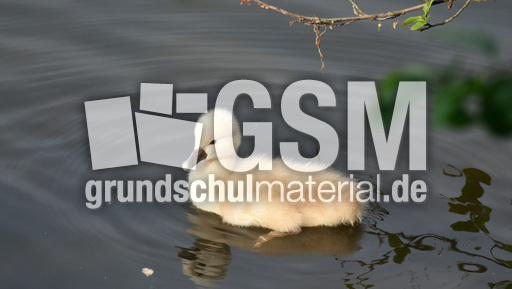 Höckerschwanküken (24).jpg